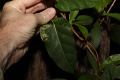 Leichhardtia rostrata