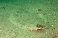 Pseudorhombus jenynsii