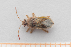 Rhopalus parumpunctatus