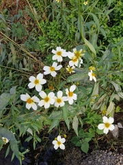 Bidens aurea