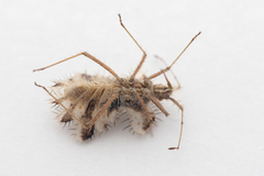 Phyllomorpha laciniata