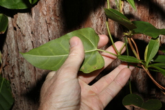 Leichhardtia rostrata