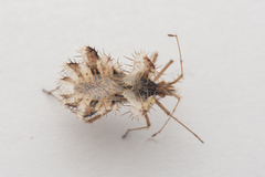 Phyllomorpha laciniata