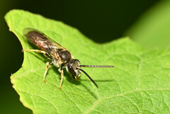 Halictus