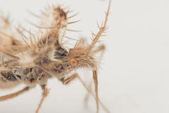 Phyllomorpha laciniata