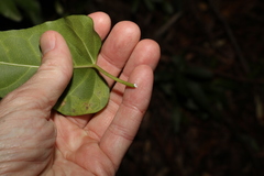 Leichhardtia rostrata