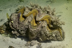 Tridacna gigas