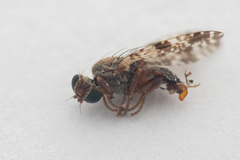 Tephritis vespertina