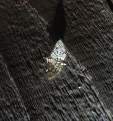 Hileithia rehamalis