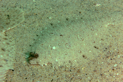 Pseudorhombus jenynsii