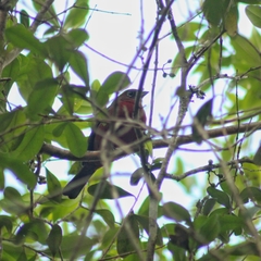 Coryphospingus cucullatus