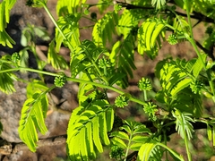 Chloroleucon acacioides