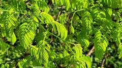 Chloroleucon acacioides