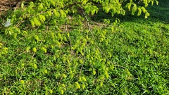 Chloroleucon acacioides