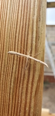 Pterophorinae