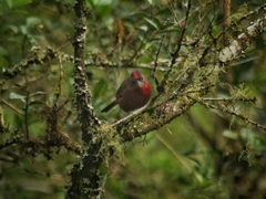 Coryphospingus cucullatus
