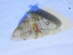 Syssphinx heiligbrodti