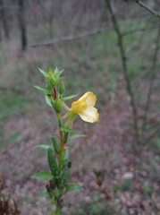 Oenothera rubricaulis