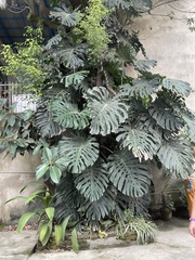 Monstera deliciosa