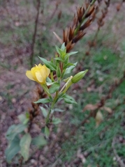 Oenothera rubricaulis
