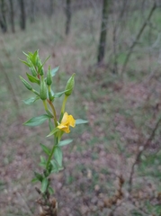 Oenothera rubricaulis