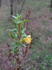 Oenothera rubricaulis