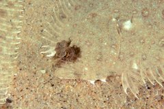 Pseudorhombus jenynsii