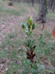 Oenothera rubricaulis