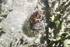 Cypraea tigris