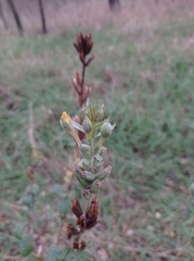 Oenothera rubricaulis