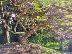 Chloroleucon acacioides