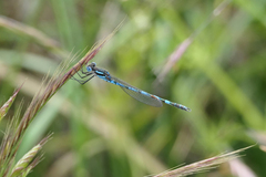 Austrolestes annulosus