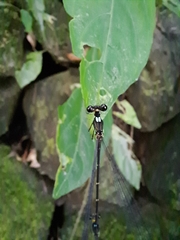 Coeliccia flavicauda