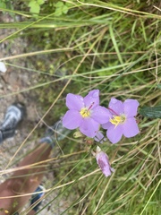 Melastoma malabathricum