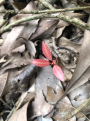 Trachelospermum asiaticum