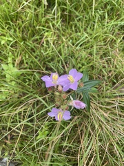 Melastoma malabathricum