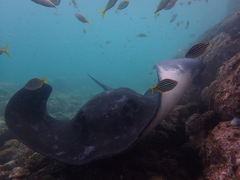 Bathytoshia brevicaudata