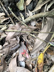 Trachelospermum asiaticum