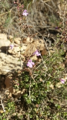 Thymus piperella
