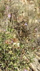 Thymus piperella