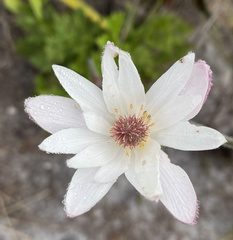 Knowltonia tenuifolia