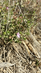 Thymus piperella