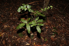 Flindersia bennettii