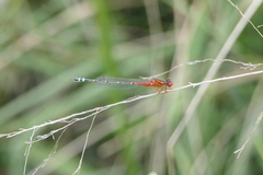 Xanthagrion erythroneurum