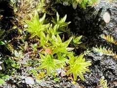 Didymodon