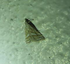 Leptosteges parthenialis