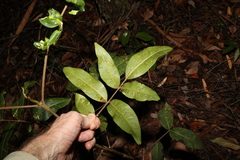 Flindersia bennettii