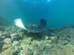 Bathytoshia brevicaudata