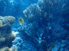 Chaetodon bennetti