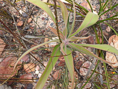 Protea lorifolia